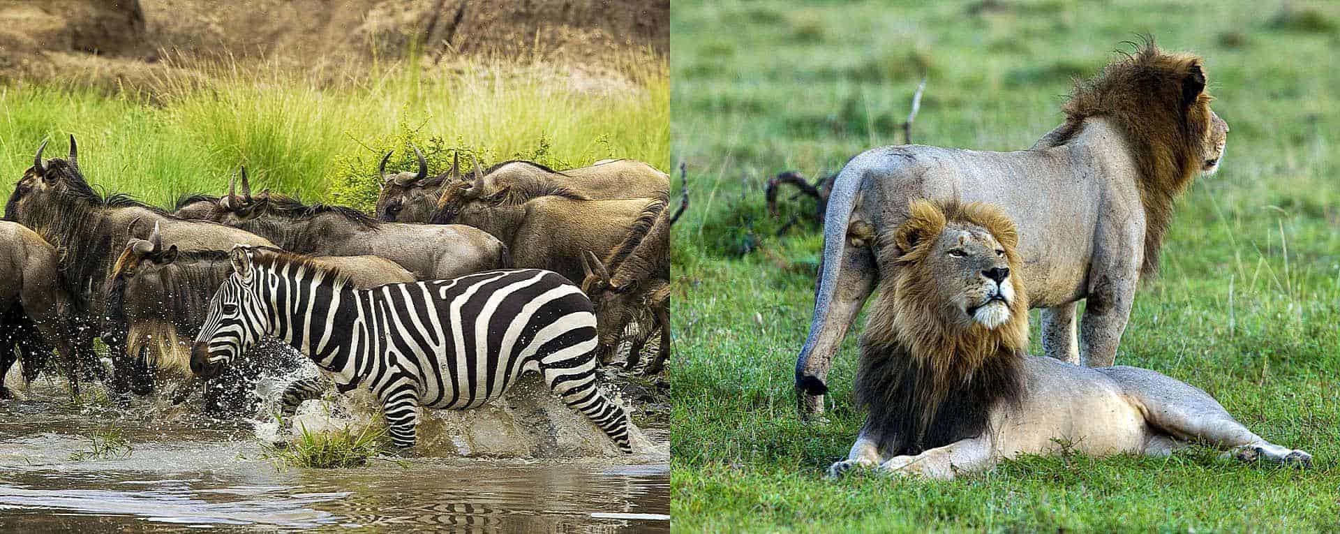 Safari in August, When to go to Africa