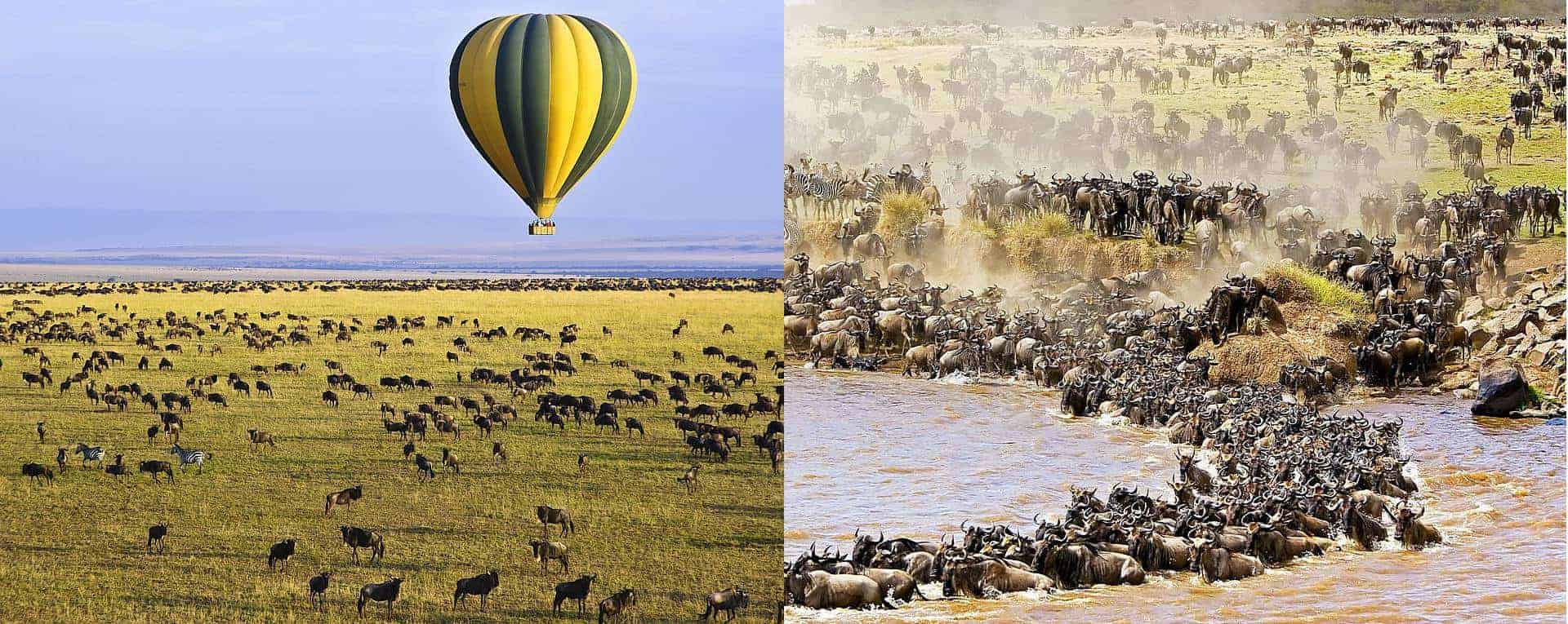 Best Time To See Masai Mara Wildebeest Migration Kenya (2023-2024) -  AfricanMecca Safaris