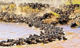 masaimarasafarismall WILDLIFE SAFARIS TO KENYA