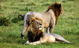masaimarasmall SAFARI & TOUR IN MASAI MARA RESERVE