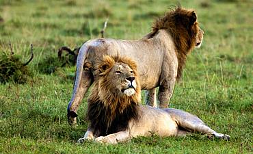 SAFARI & TOUR IN MASAI MARA RESERVE