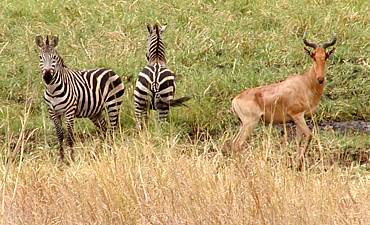 GUIDE ON SERENGETI PARK