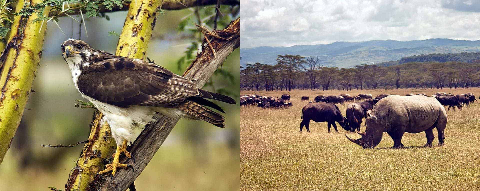 safari lake nakuru