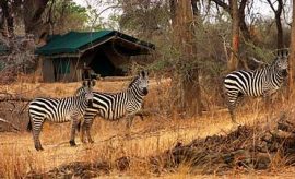 ruaha best time for safari