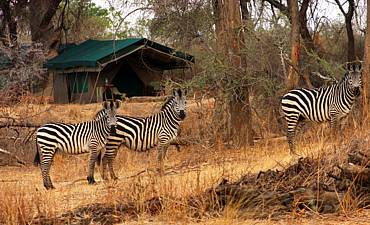 MDONYA OLD RIVER CAMP - RUAHA SAFARI FROM SERENGETI