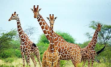 WILDLIFE SAFARIS IN KENYA