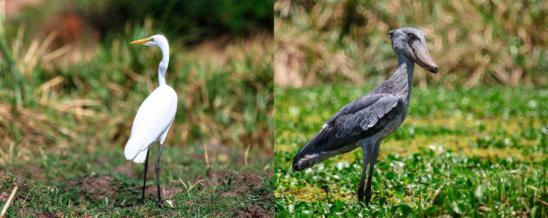 Birdwatching Safaris In Lake Mburo