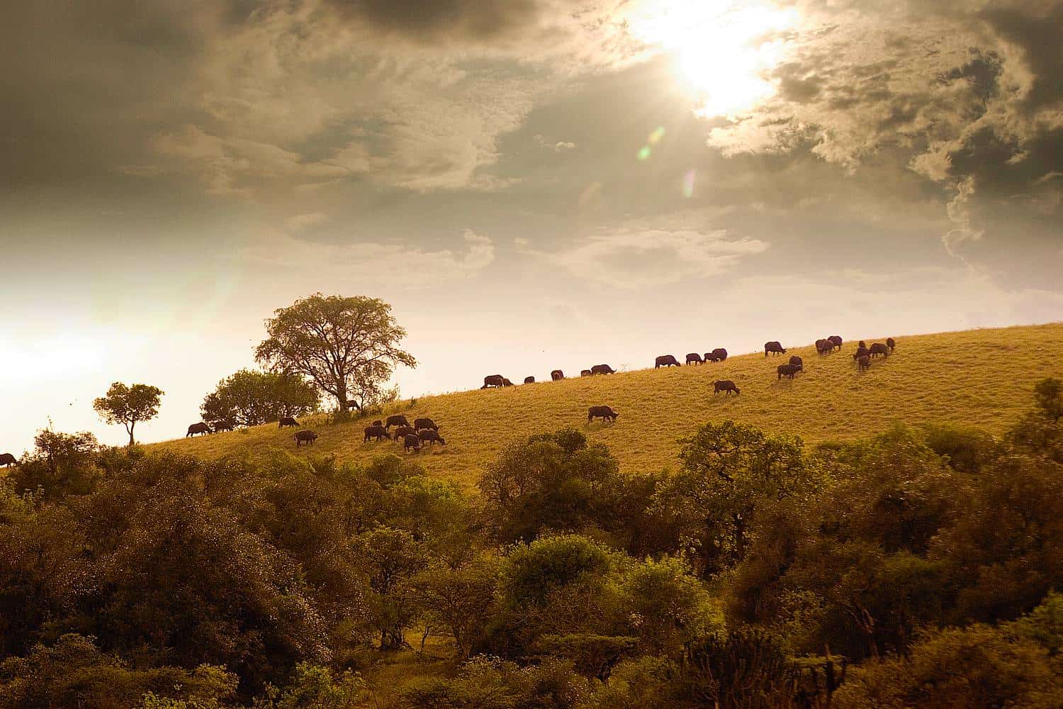 Lake Mburo Park - An Overview 