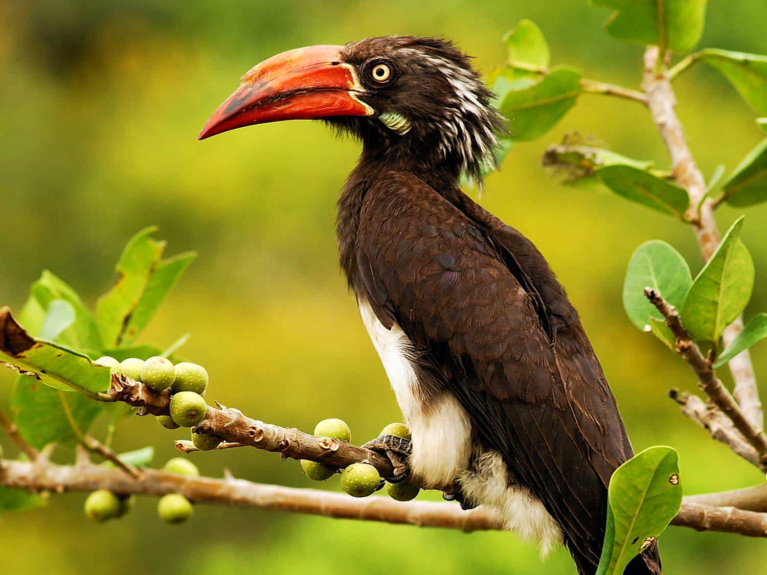 Unique Species Of The Albertine Rift Valley