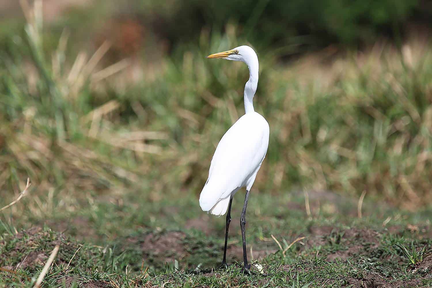 Lake Birdwatching At Mburo