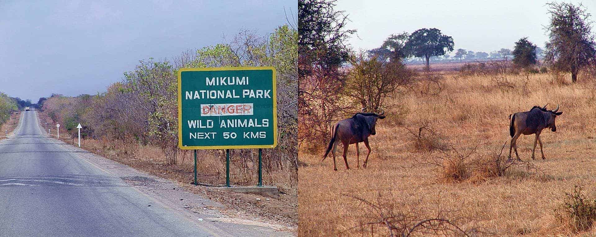 mikumi safari tanzania