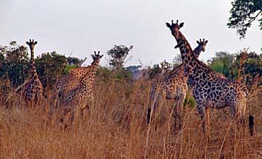 Expert Guide On Mikumi National Park In Southern Tanzania ...