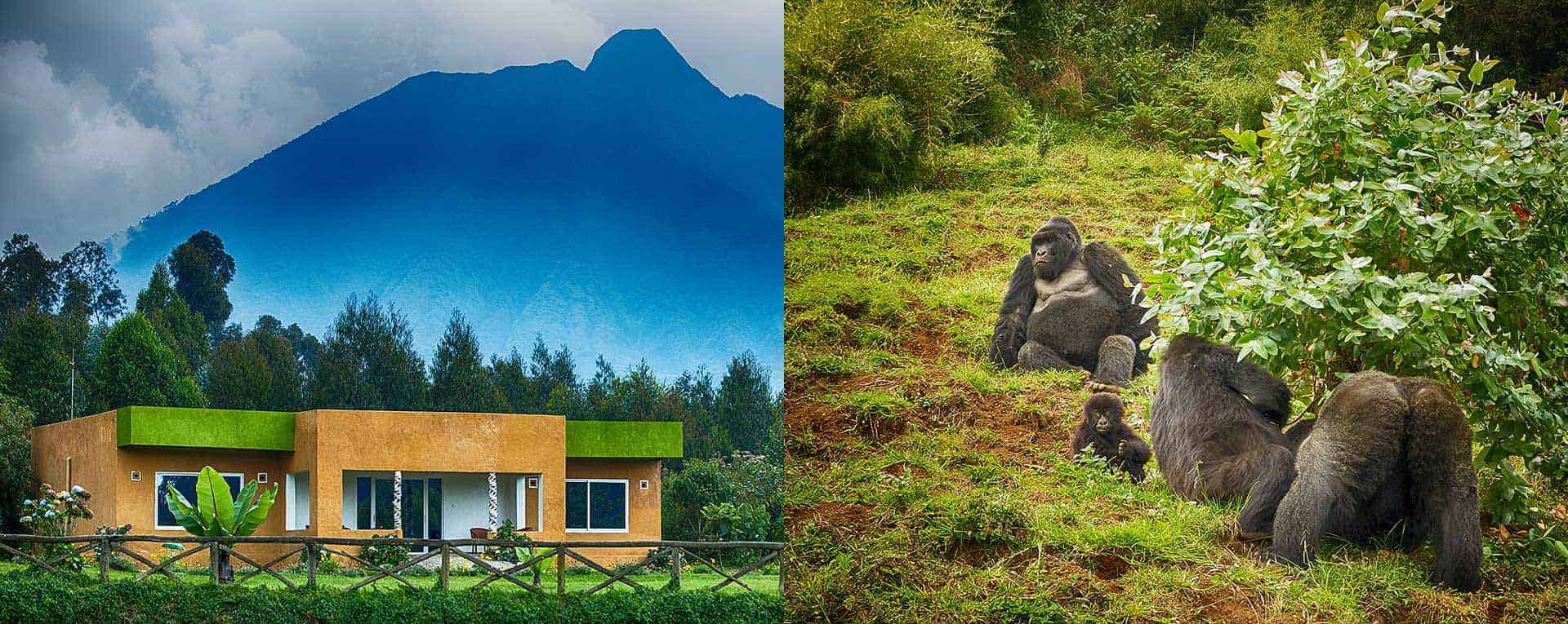 Mountain Gorilla View Lodge