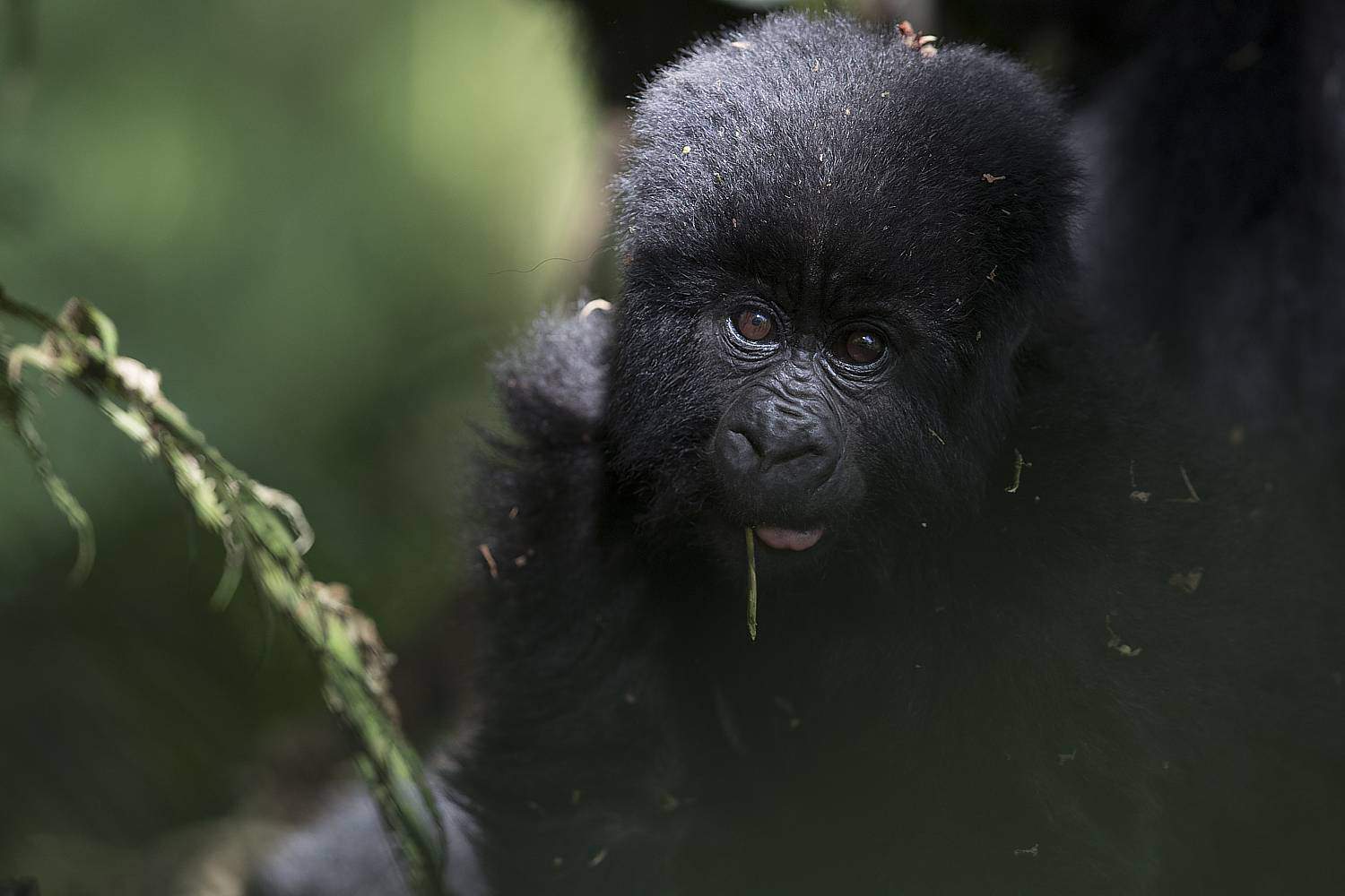 Best Time, Seasons & Months To Go Gorilla Trekking In Mgahinga