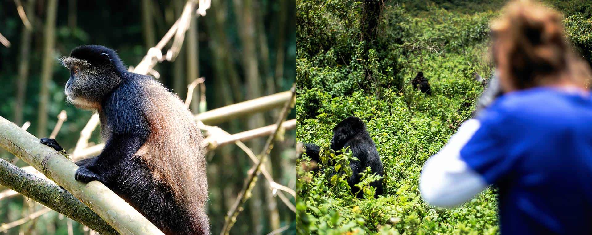 Mgahinga Gorilla Safari Activities & Tour Attractions