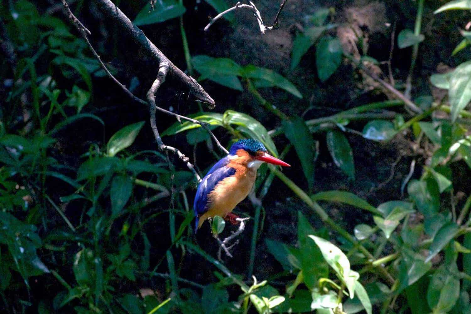 Birdwatching Tours In Mgahinga