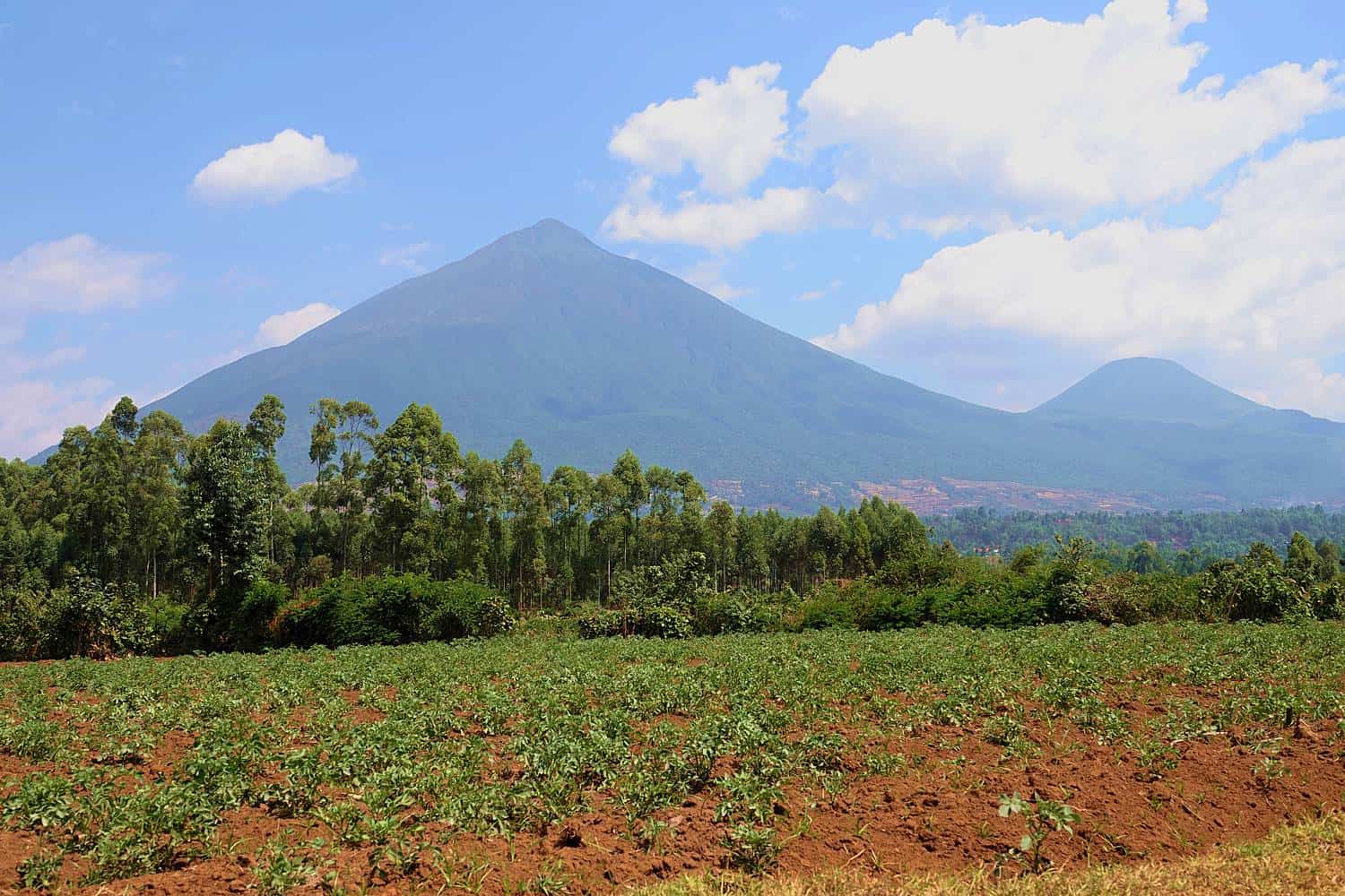 Climb The Extinct Virunga Volcanoes Of Mgahinga Park