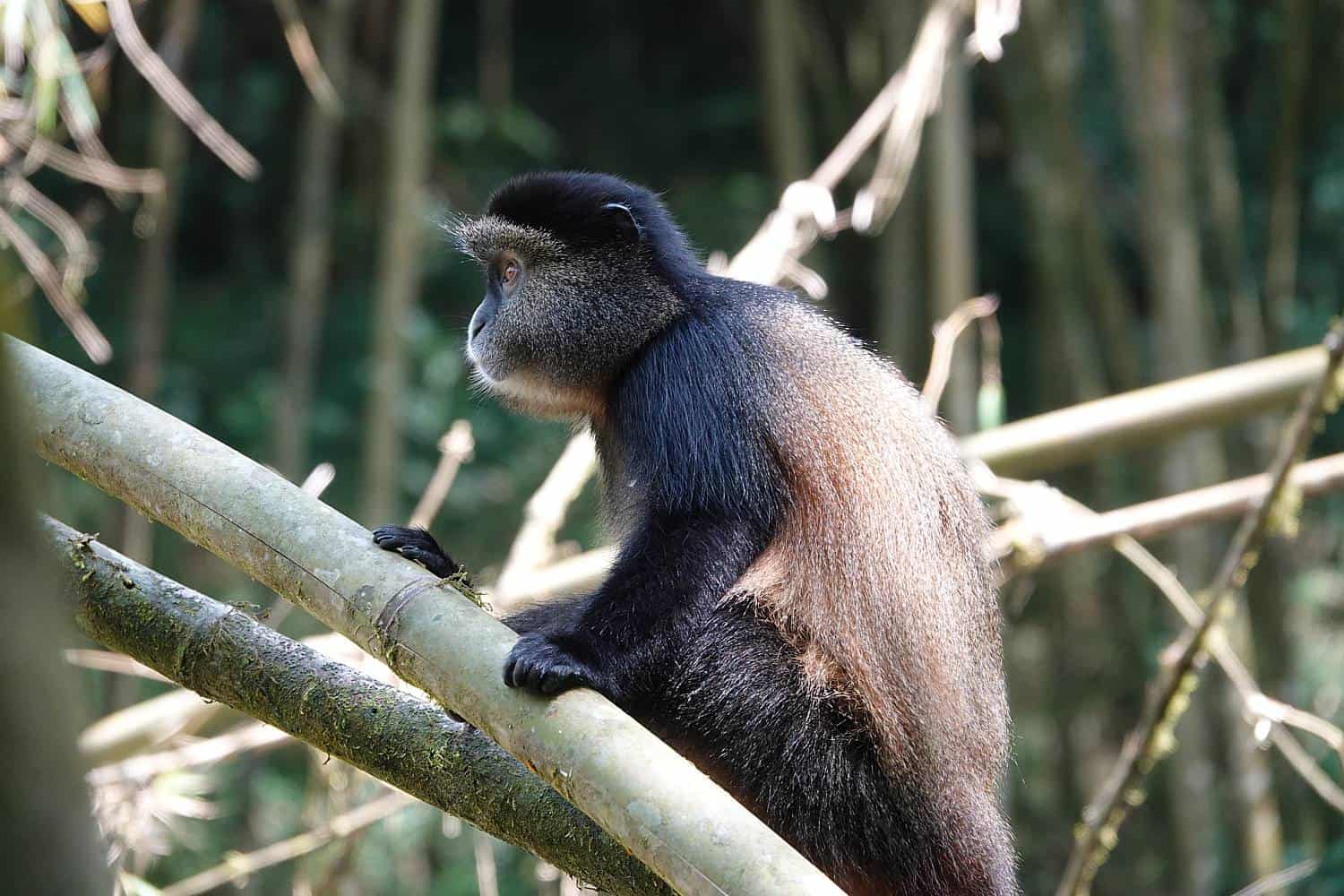 Golden Monkeys Trekking Safari In Uganda