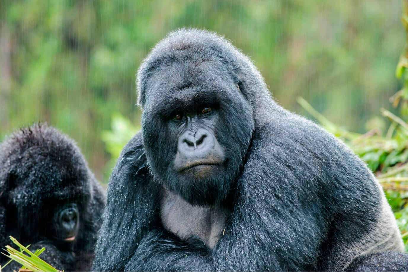 Gorilla Families In Mgahinga Gorilla National Park