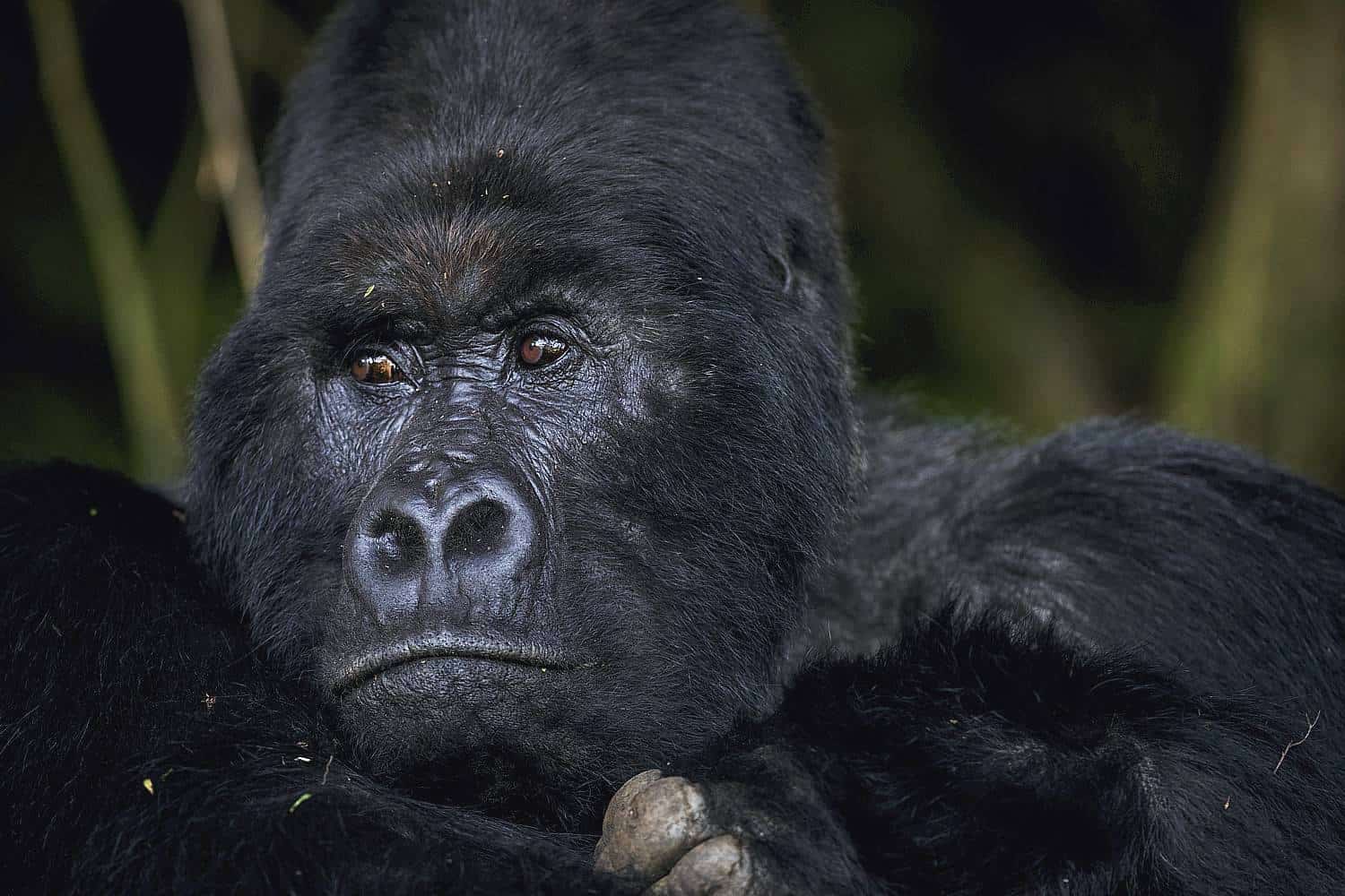 Mgahinga Gorilla National Park - An Overview 