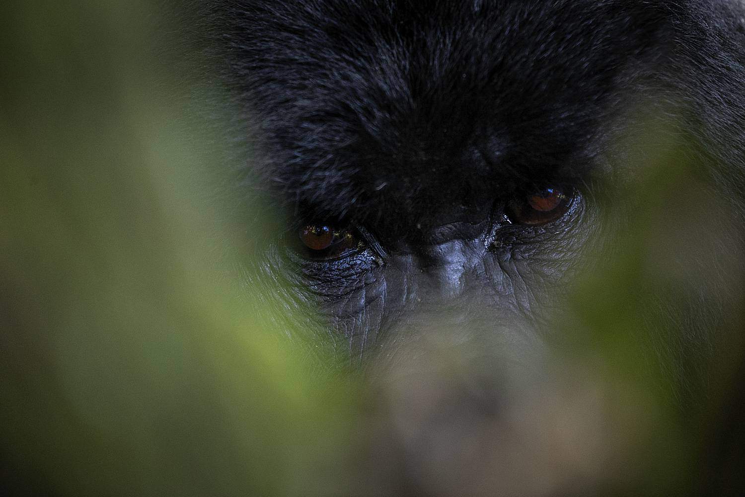 Mgahinga - The Primary Home Of The Magnificent Gorillas