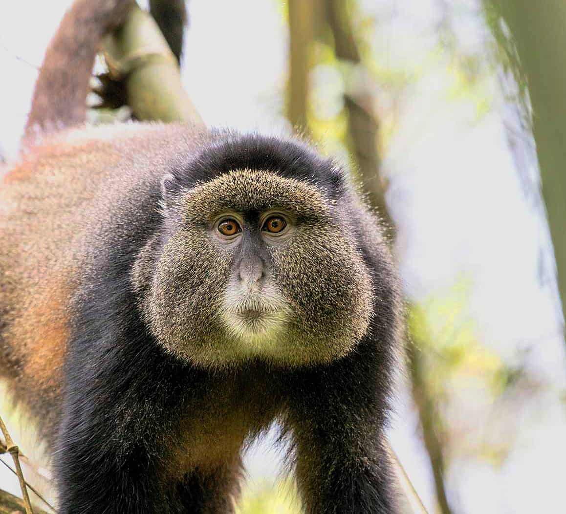 Tracking Down The Golden Monkeys Of Mount Gahinga