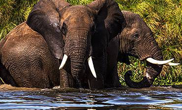 MURCHISON FALLS SAFARI ACTIVITIES & TOUR ATTRACTIONS