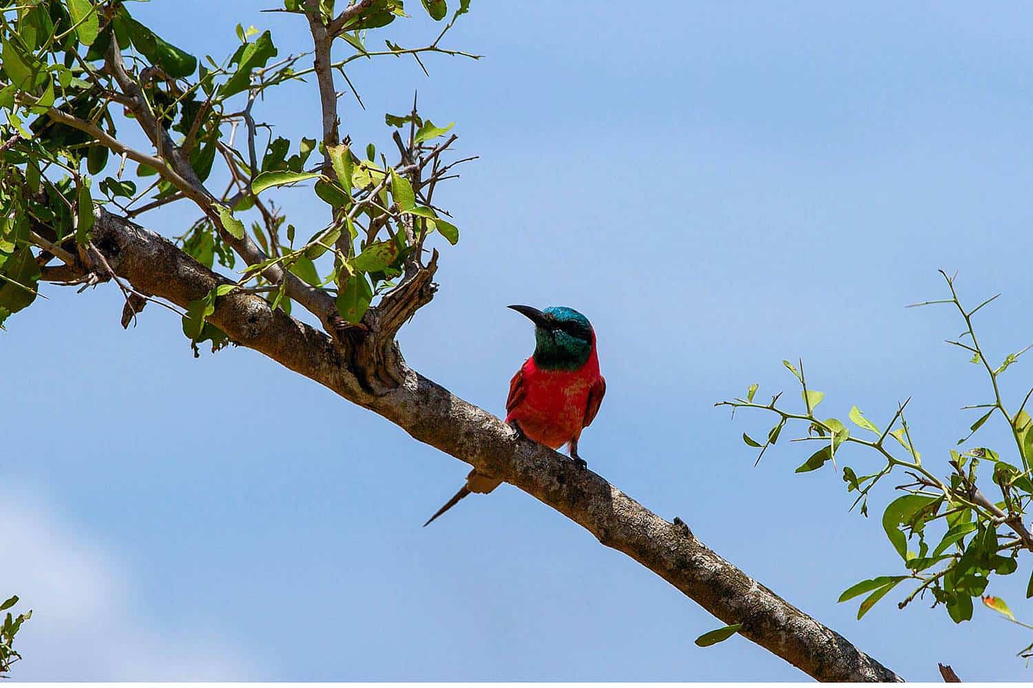 Birdwatching Safaris On The Victoria Nile & Lake Albert Delta