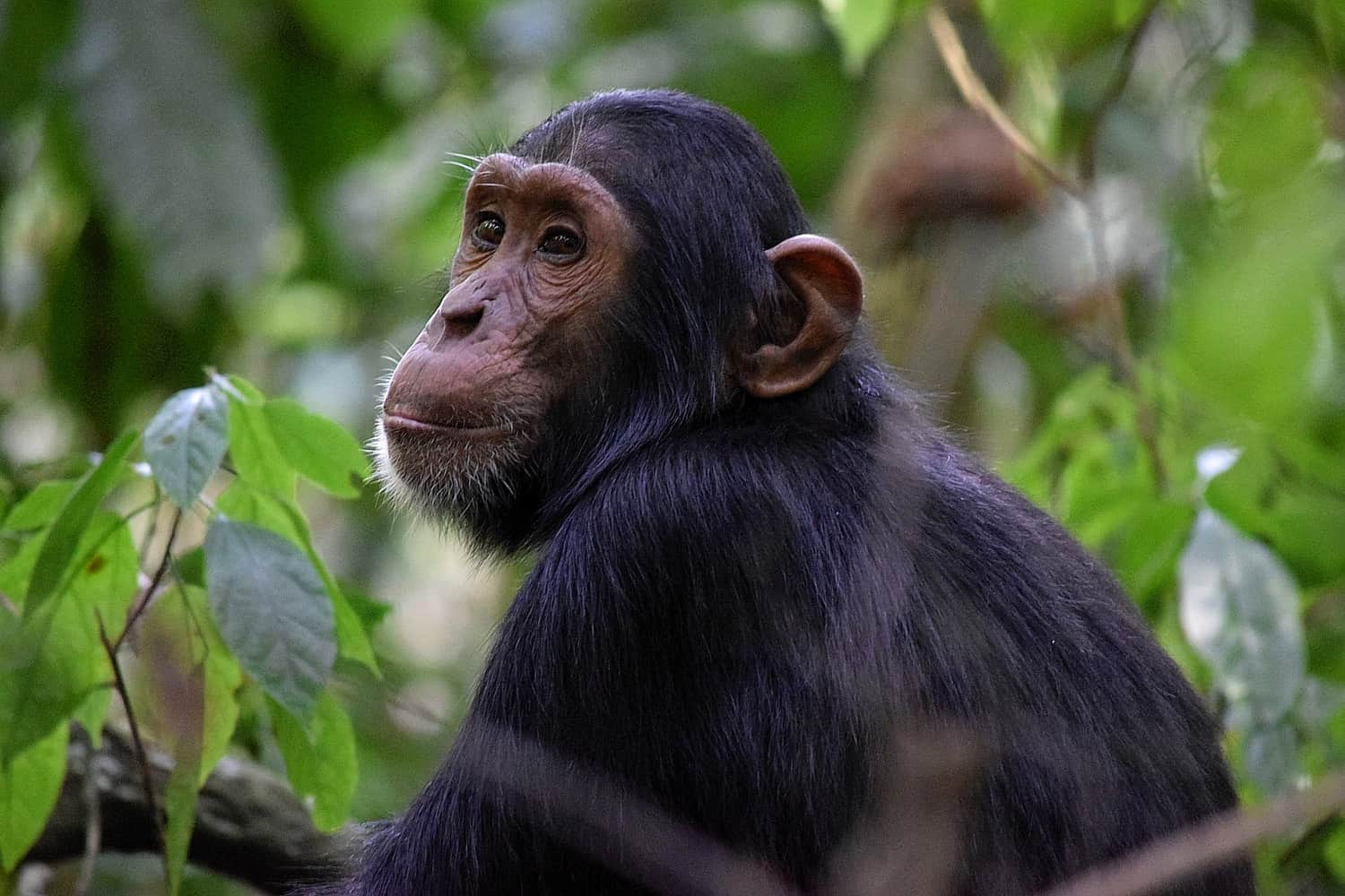Chimps - Primates & Biodiversity In The Kaniyo Pabidi Area Of Budongo Forest