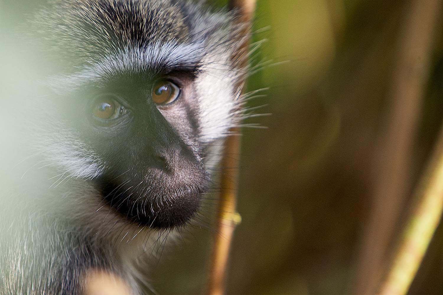 Viewing The Other Primates Of Uganda