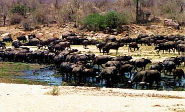 BEST TIME TO VISIT RUAHA 