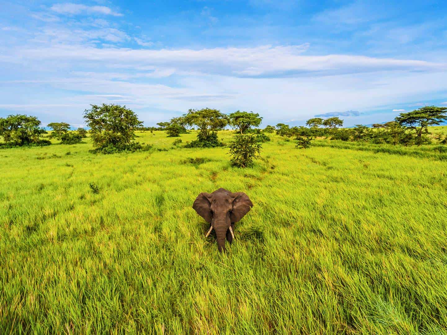 What Are The Best Times For Parents & Children To Visit Uganda On A Family Safari