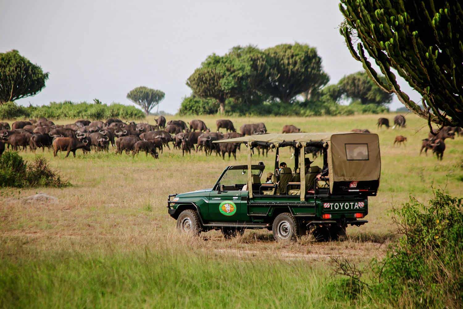 safaris in uganda