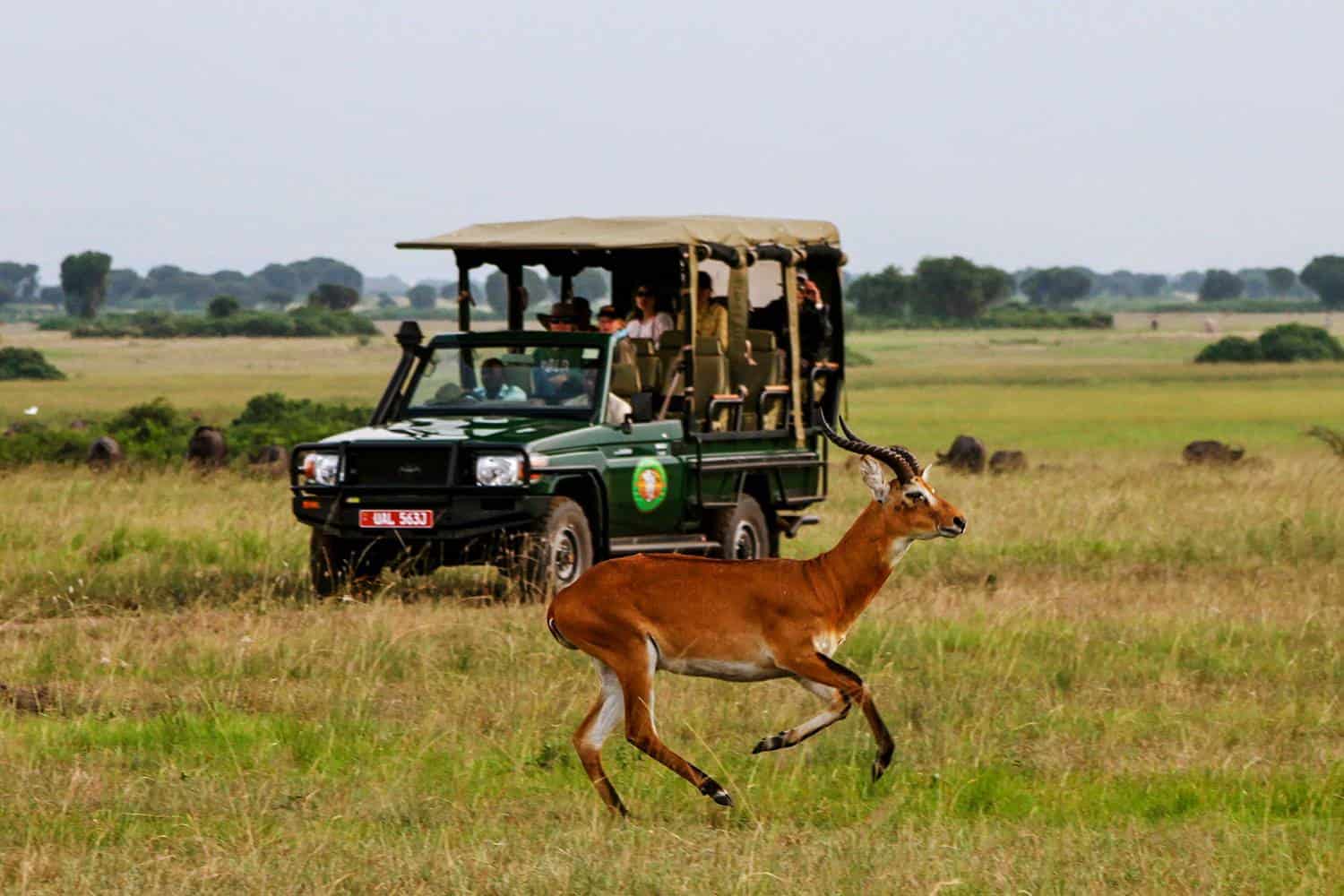 Game Drives To View The Diverse Wildlife Of Queen Elizabeth