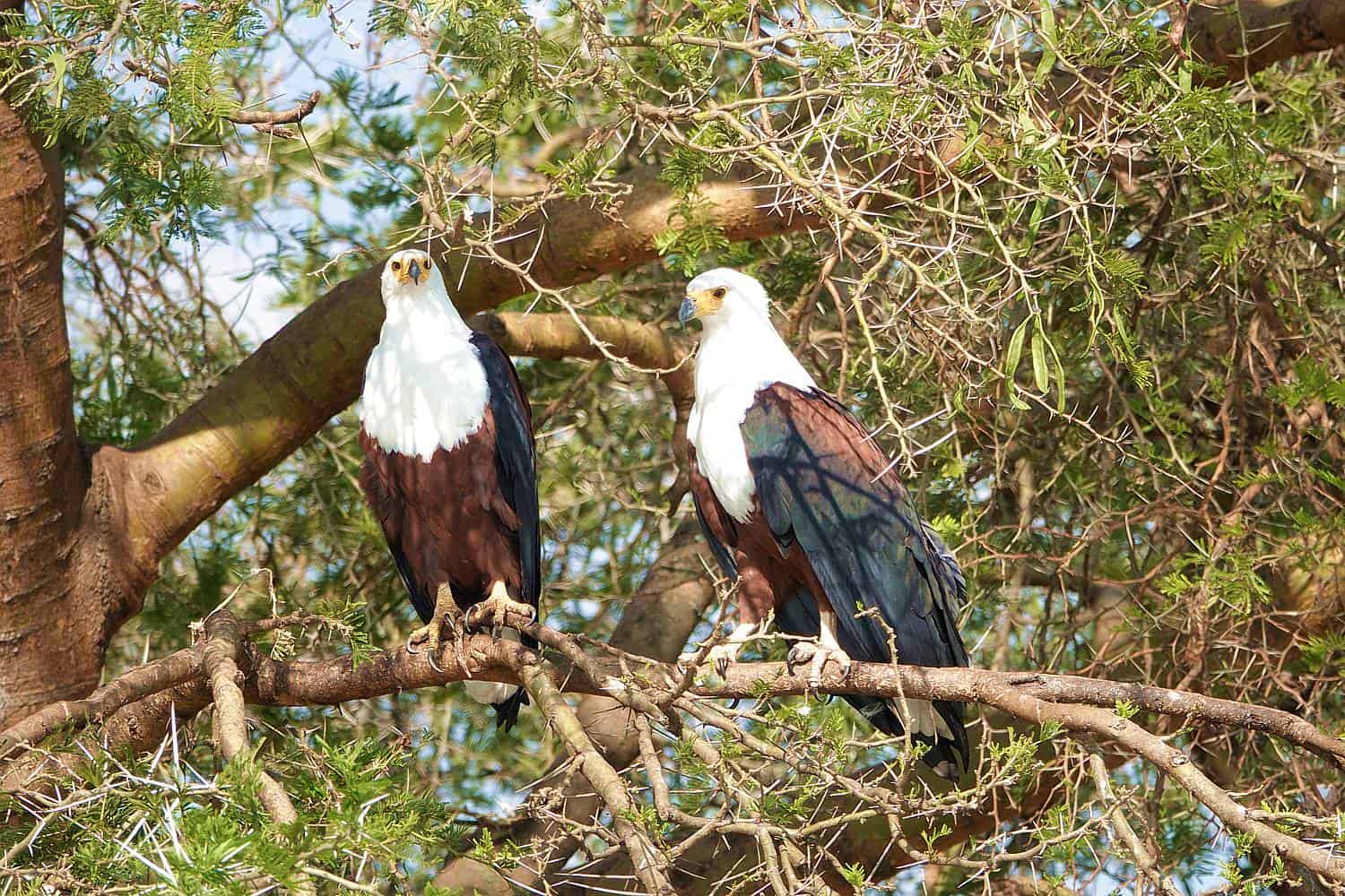 Birdwatching Safaris In Different Habitats Of Queen Elizabeth