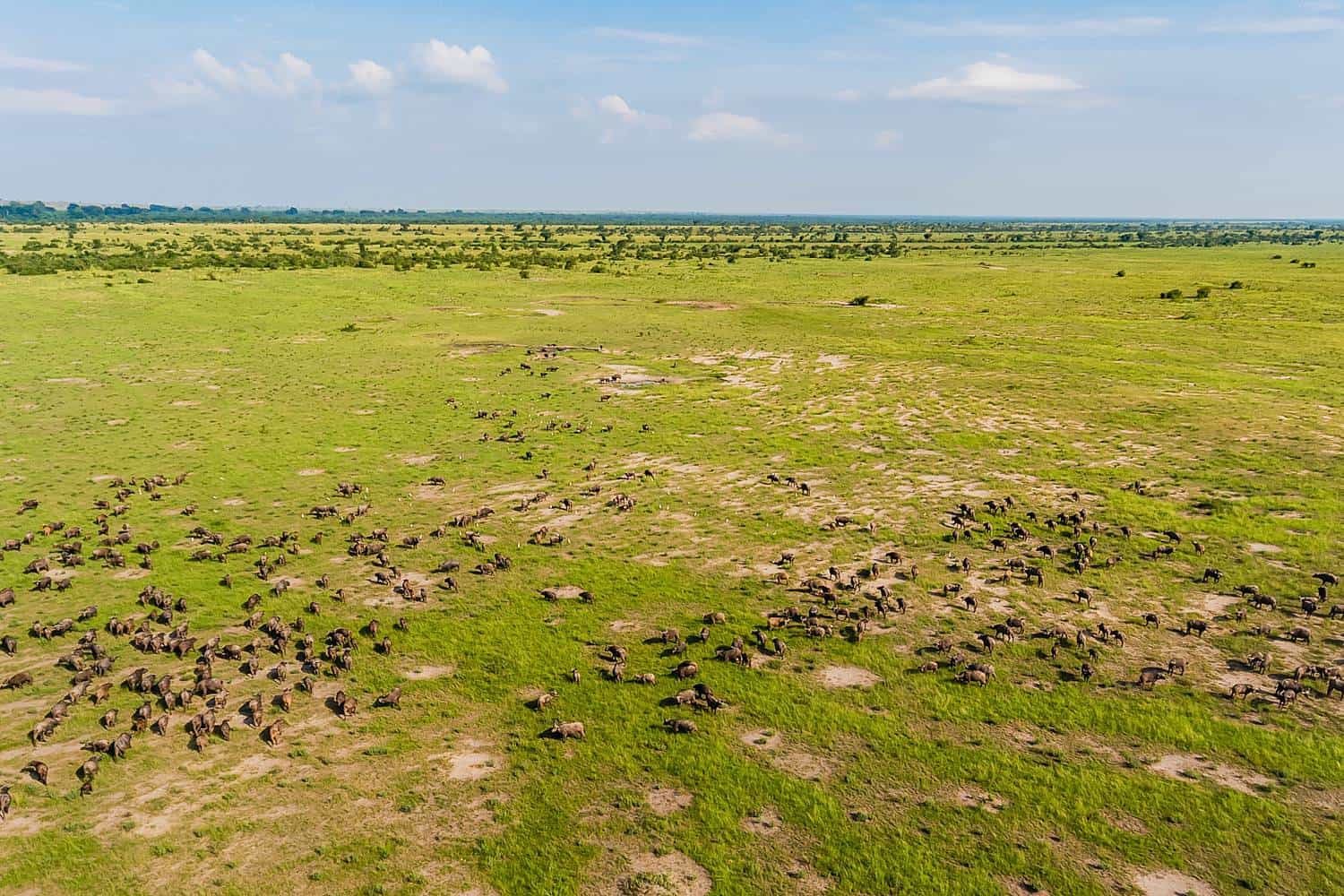 Kasenyi Savannah Plains
