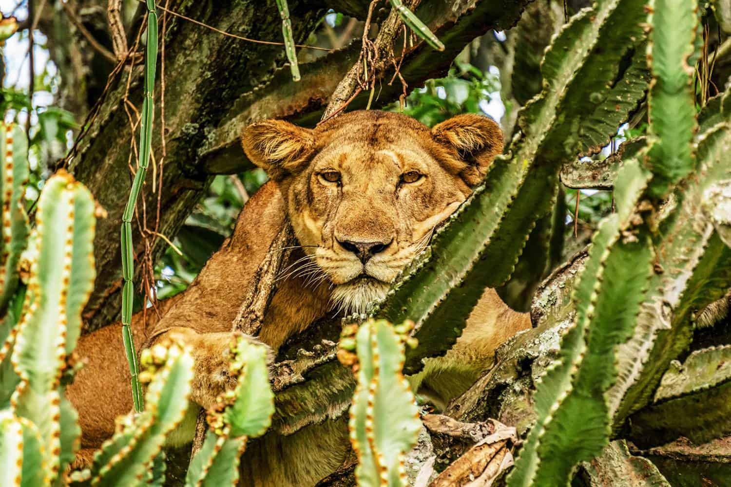 Mweya Safari Lodge Safari Queen Elizabeth Tour