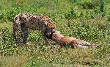 PREMIER TIER 1 - BEST OF TANZANIA PARKS & PRIVATE CONSERVANCY SAFARI