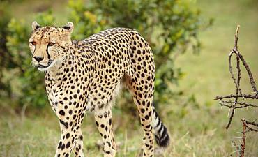 DELUXE TIER 2 - ASILIA NABOISHO ACTIVE ADVENTURE KENYA SAFARI (8 DAYS)