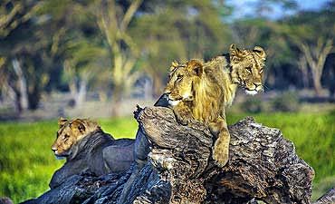 WILDLIFE SAFARIS IN KENYA