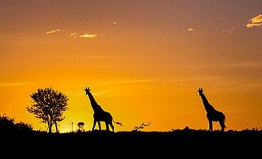 8 DAYS - BEST OF TANZANIA PARKS & PRIVATE CONSERVANCY SAFARI