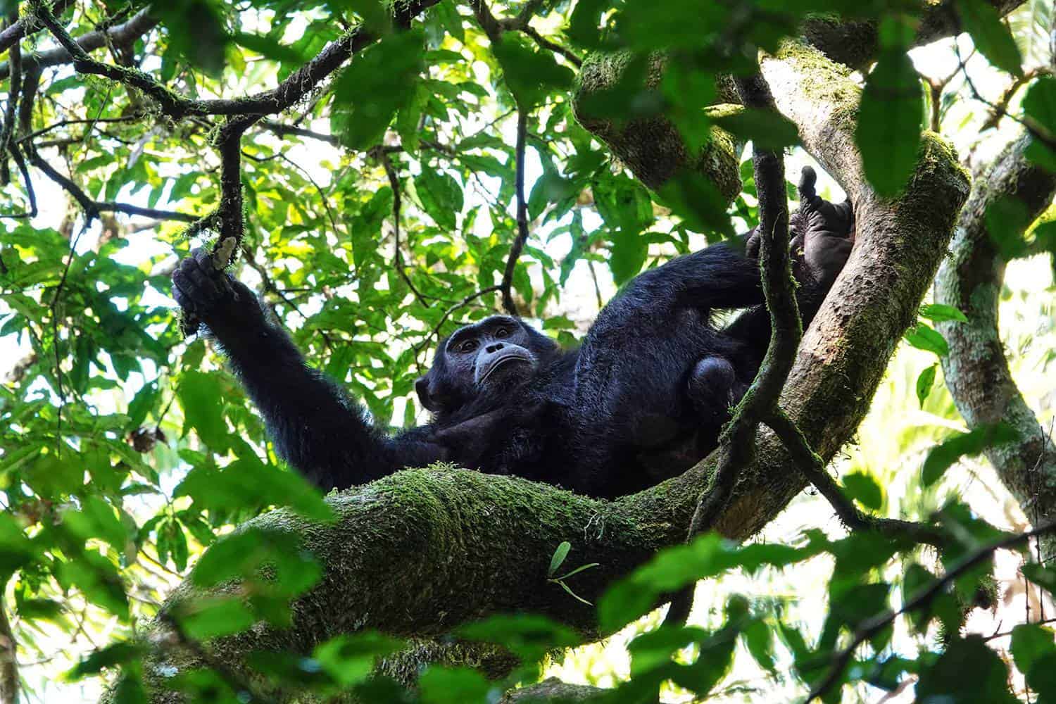 The Most Affordable Country In Africa To See Wild Chimpanzees