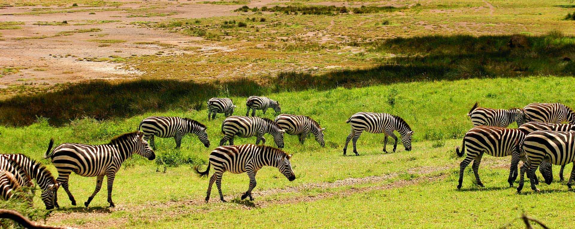 Serengeti North  safari-specialist