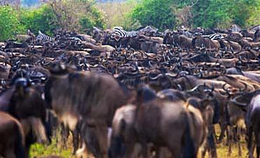 PREMIER TIER 1 - BEST OF MASAI MARA SAFARI 