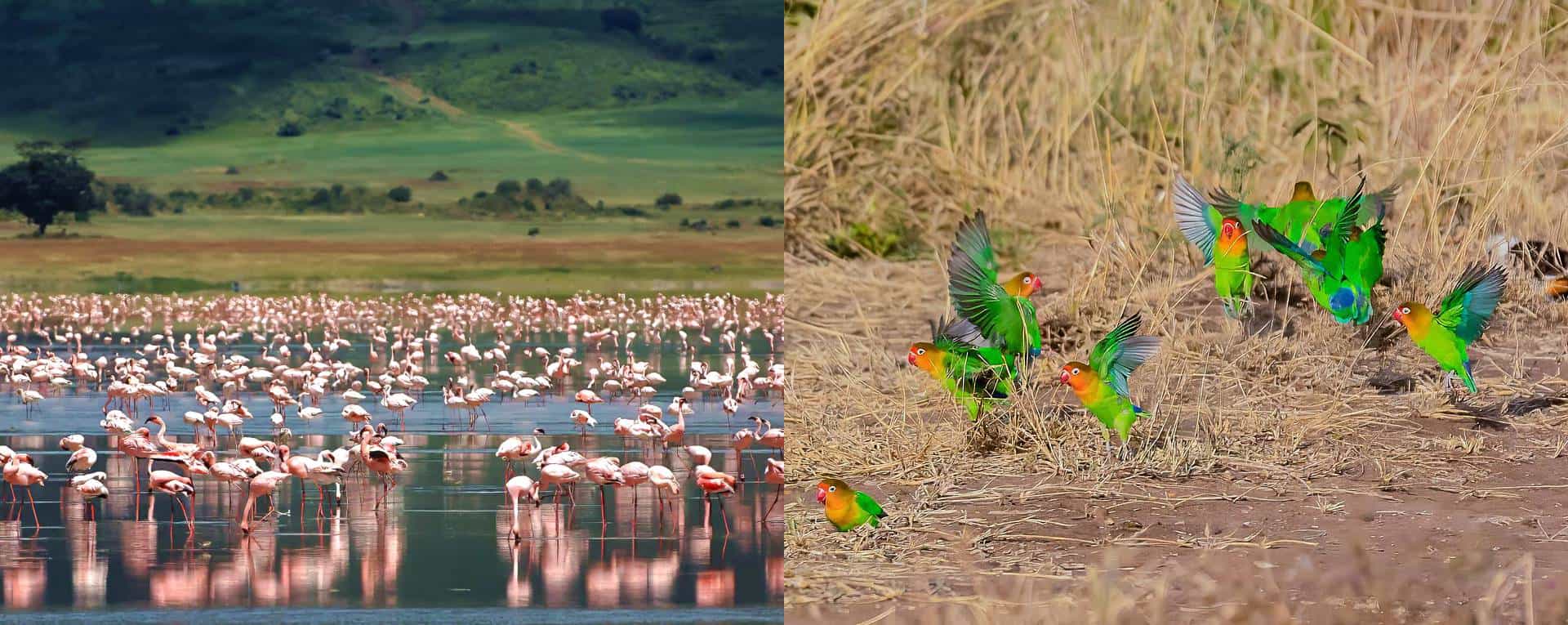 ngorongorocraterlodge13