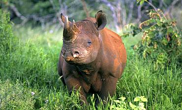 SAFARI & TOUR IN NGORONGORO