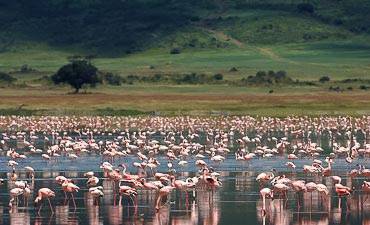 5 DAYS - HIGHLIGHTS OF NORTHERN TANZANIA ULTRA-LUXURY SAFARI