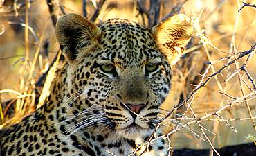 VALUE TIER 3 - SERENA LODGES & CAMP TANZANIA ROAD SAFARI (8 DAYS)