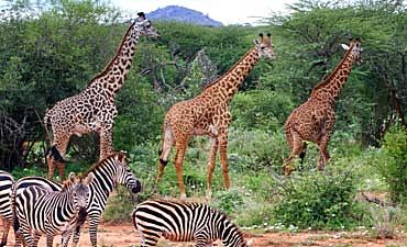 GUIDE ON TSAVO WEST PARK