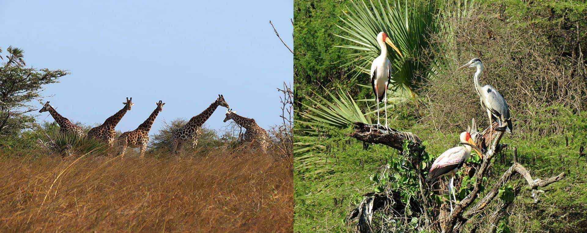 Nguuni Nature Sanctuary Tour Kenya - AfricanMecca Safaris